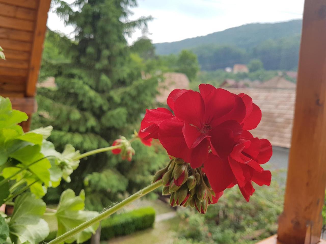 Pensiunea Lorincz *** Panzio Sovata Luaran gambar